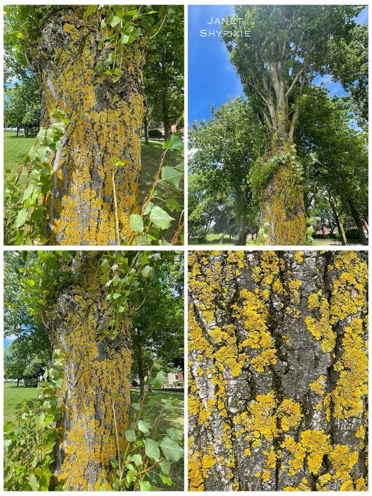 A black poplar tree with lots of lichen growing up along its trunk 
