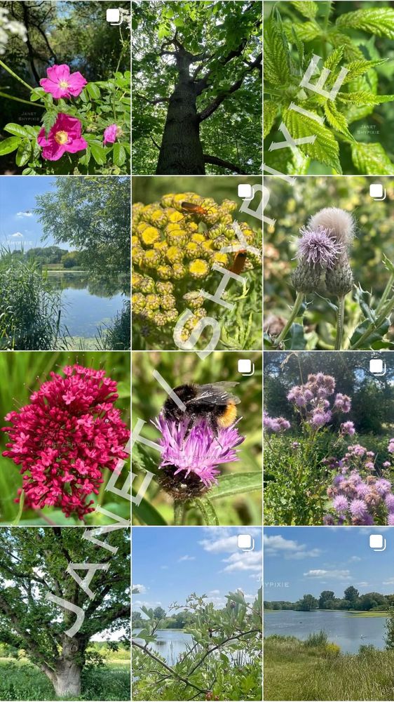 A photo grid collage showing my photos of the natural world 