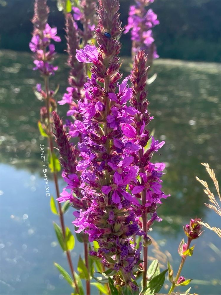Purple Loosestrife near the lakeside 