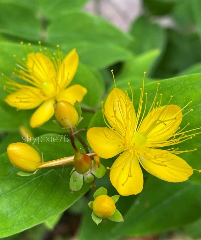 St. John’s Wort 