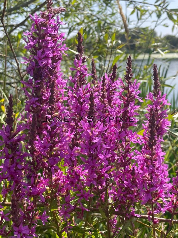 Purple Loosestrife near the lakeside this afternoon 