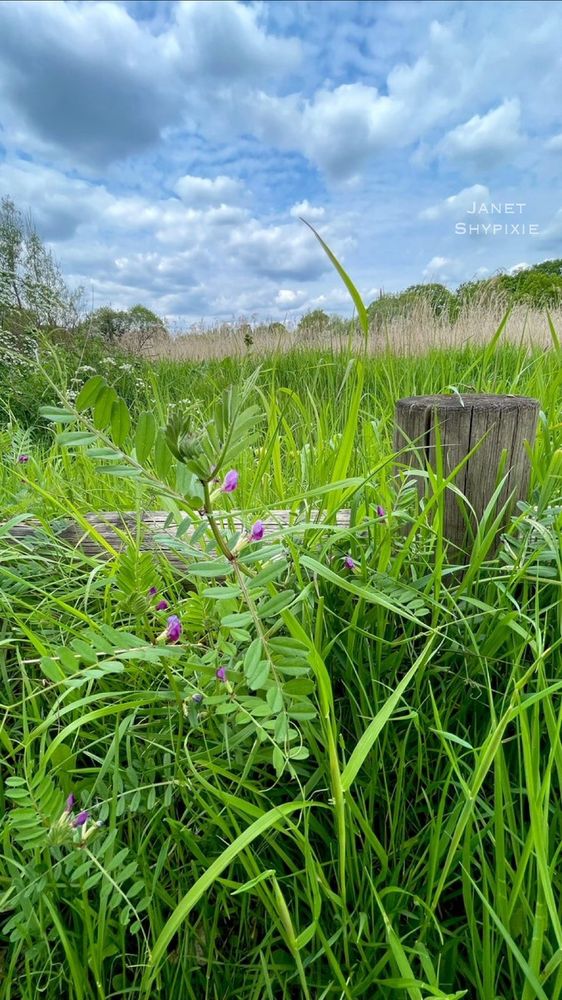 A view looking out across a meadow 