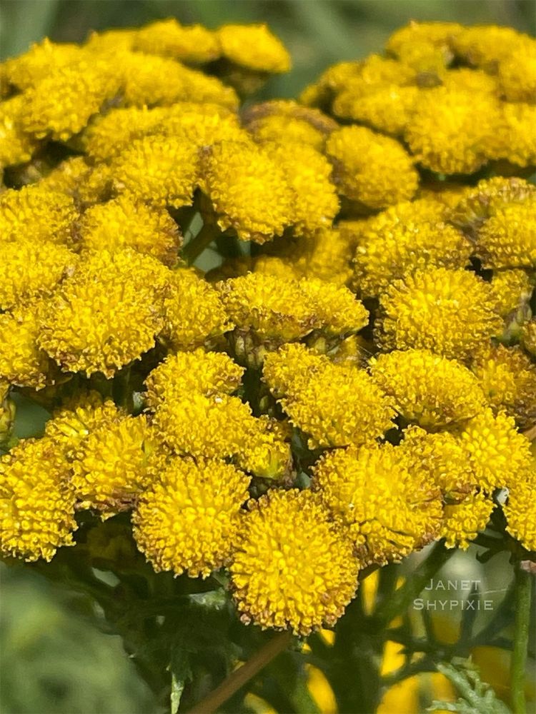Common Tansy wildflowers 