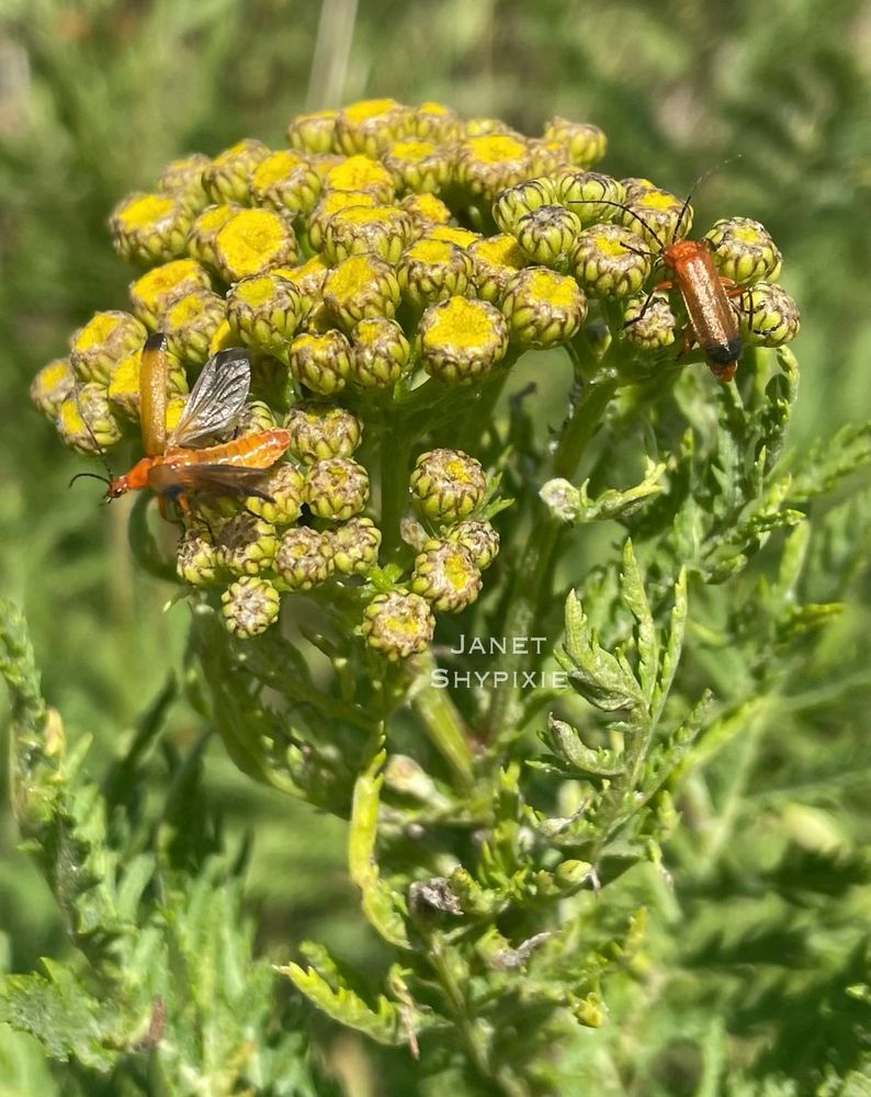 Common Tansy wildflowers seen here with Soldier Beetles 