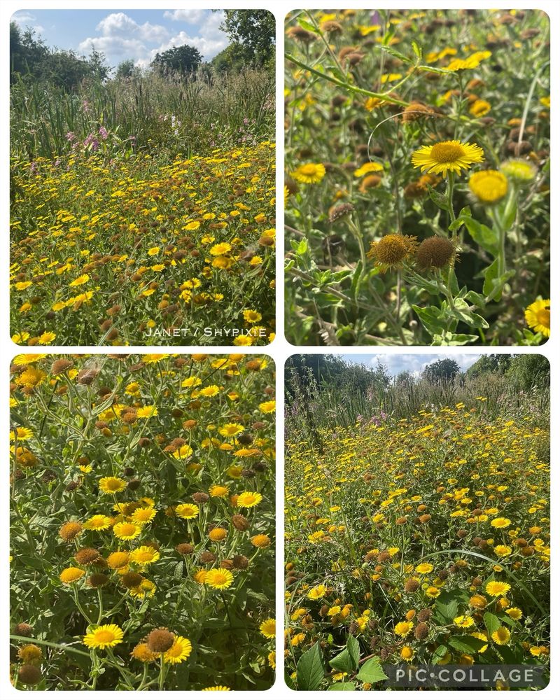 Common fleabane as far as the eye can see 
