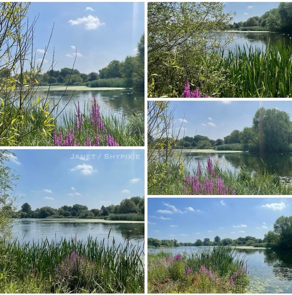 Blue skies at the lake with Purple Loosestrife in the foreground 