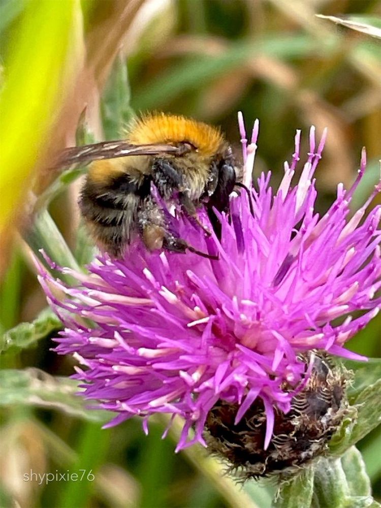 A bee on lesser knapweed 
