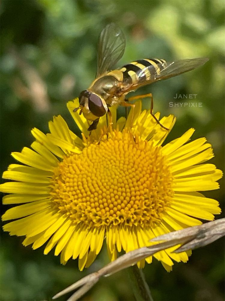A hoverfly perched on common fleabane 