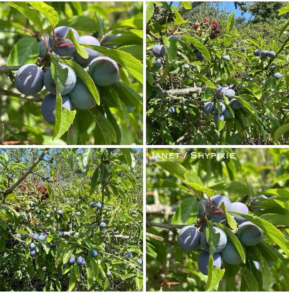 Ripened sloe berries of the blackthorn tree 