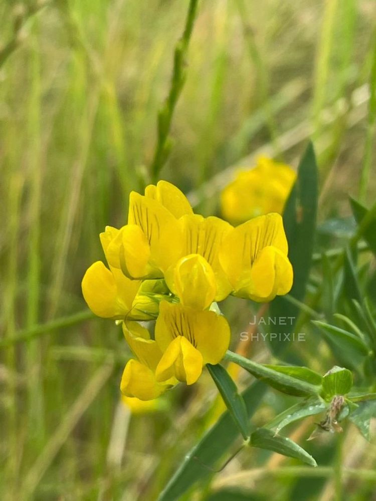 Meadow Vetchling wildflowers 