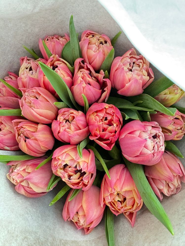 Columbus Double Tulip