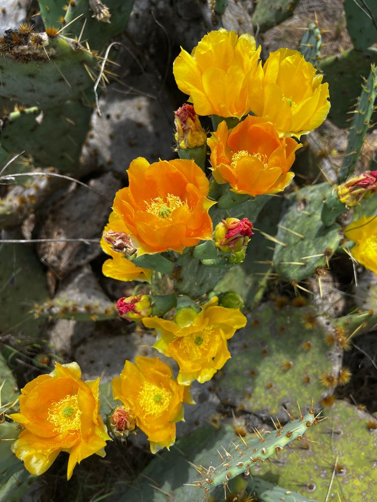 Hello and orange flowers blooming on a spiked green cactus 