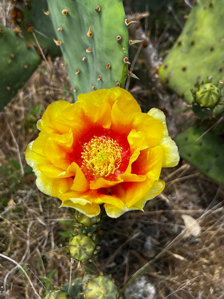 Blooming cactus flower with yellow edges, but orange on the inside, growing on a spiked cactus 
