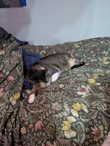A cat. 
She is something called a torbie, maybe? a mix of calico and tabby. She is sleeping with one white paw stretched out, and her head resting on it like a pillow. She's tucked into my tapestry-style-floral blanket.