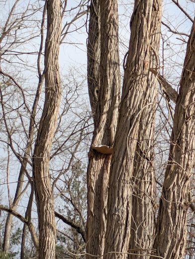 A large shelf fungus, growing on a tree trunk at least 20 feet off the ground. There's a bit of snow on top of it.