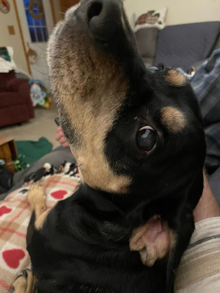 She loves having her butt scratched so she can do that rapid-fire leg kick dogs do.