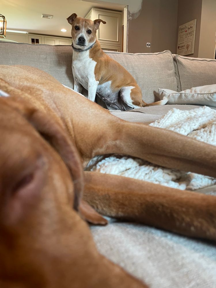 Tension over spots on the couch.