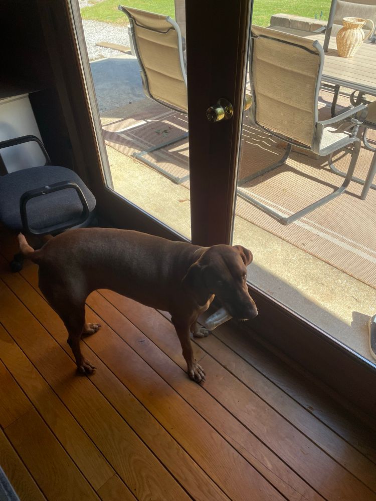 Mabel eagerly awaiting to be released outdoors so she can return in 5 minutes.