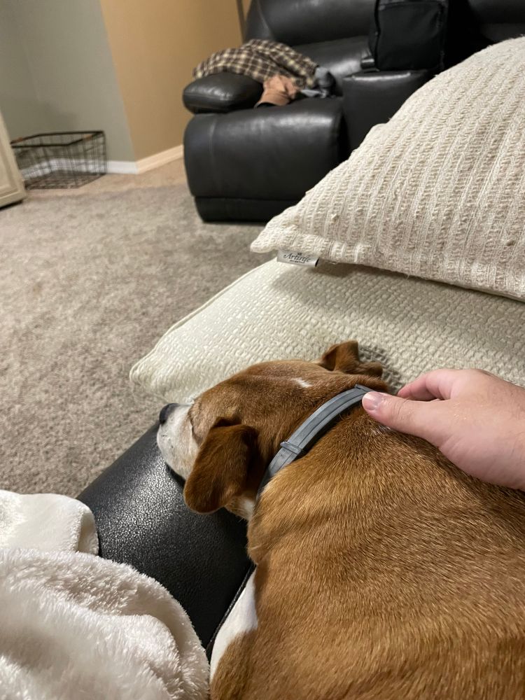 Ellie has been prancing around with her bone, daring Mabel to take it from her