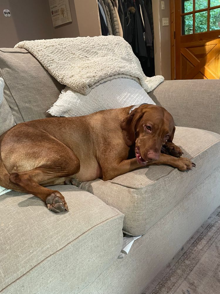 Mabel chewing her treat with fiendish glee