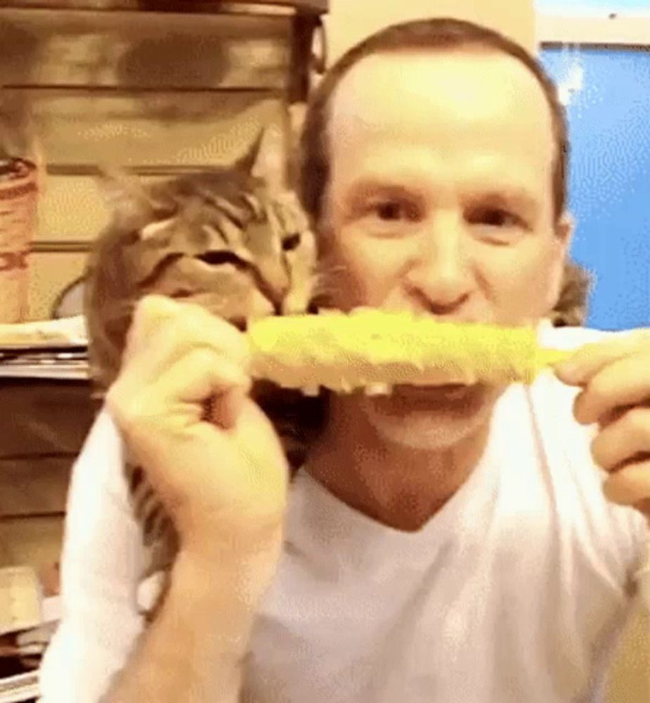 a man is eating corn on the cob while a cat watches .