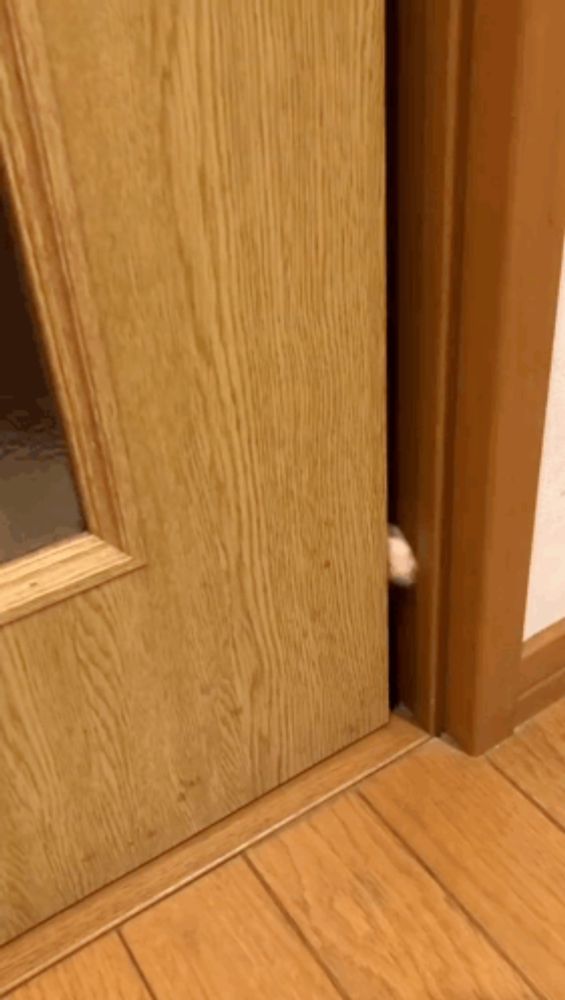 a cat 's paw is sticking its head out of a wooden door