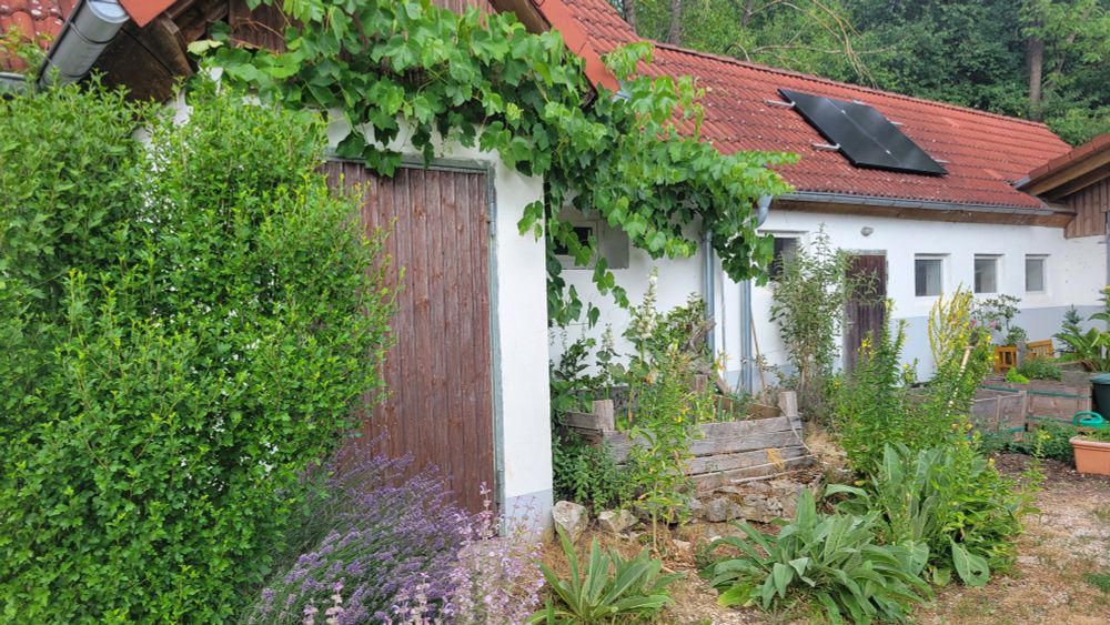 Overgrown building with solar panels