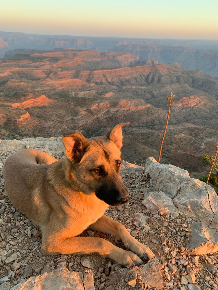 Photo of a tan German Shepherd-type dog lying with head up in the foreground, lit with setting sun of southern Utah during the golden hour. In the background the Grand Canyon stretches away dramatically. 