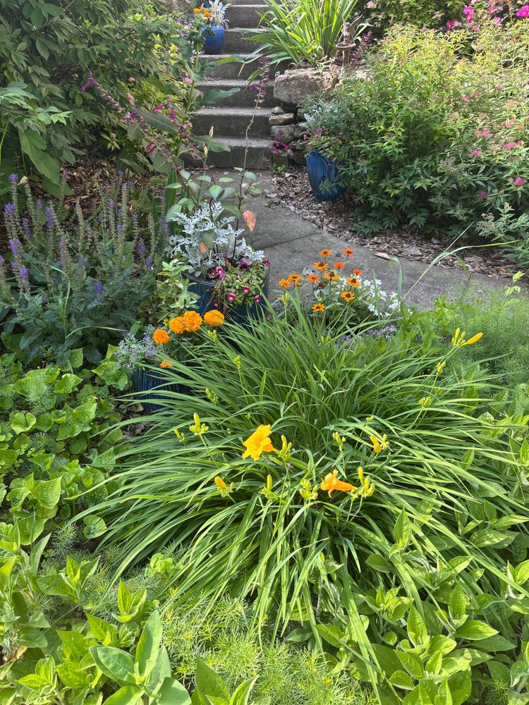 One part of my new yard, including orange-yellow day lilies, orange marigolds and zinnias, dusty millers, purple salvia, the steps up to the backyard, and a glimpse of deep pink roses on a bush left by the previous owners