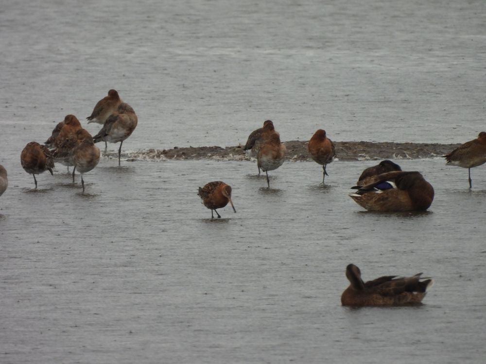 Black-tailed Godwits