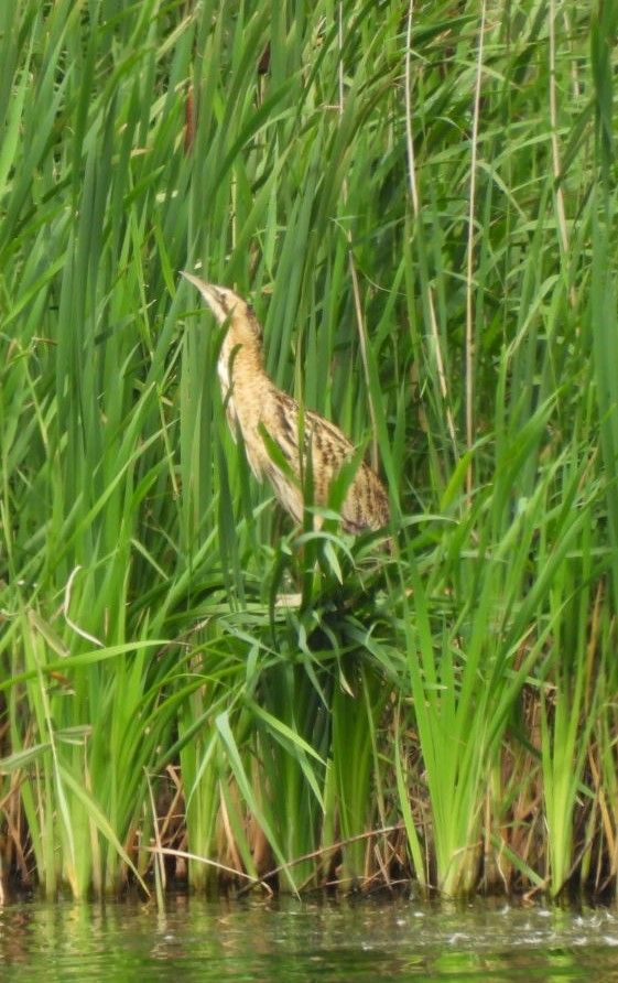 Very Showy Bittern
