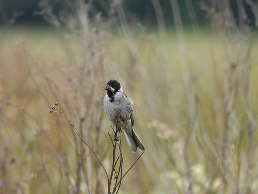Msle Reed bunting with
Caterpillars and flies for its young.