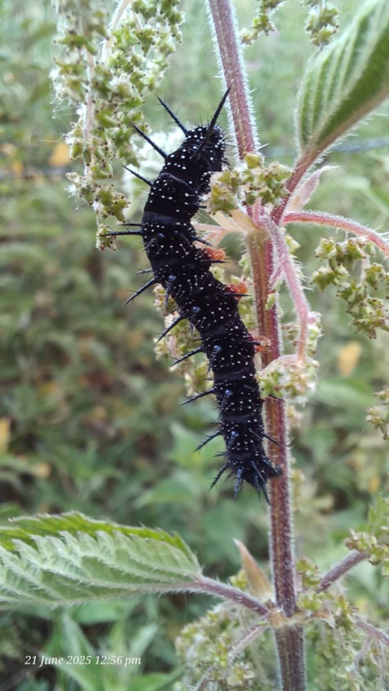Peacock caterpillar on a stinging nettle 