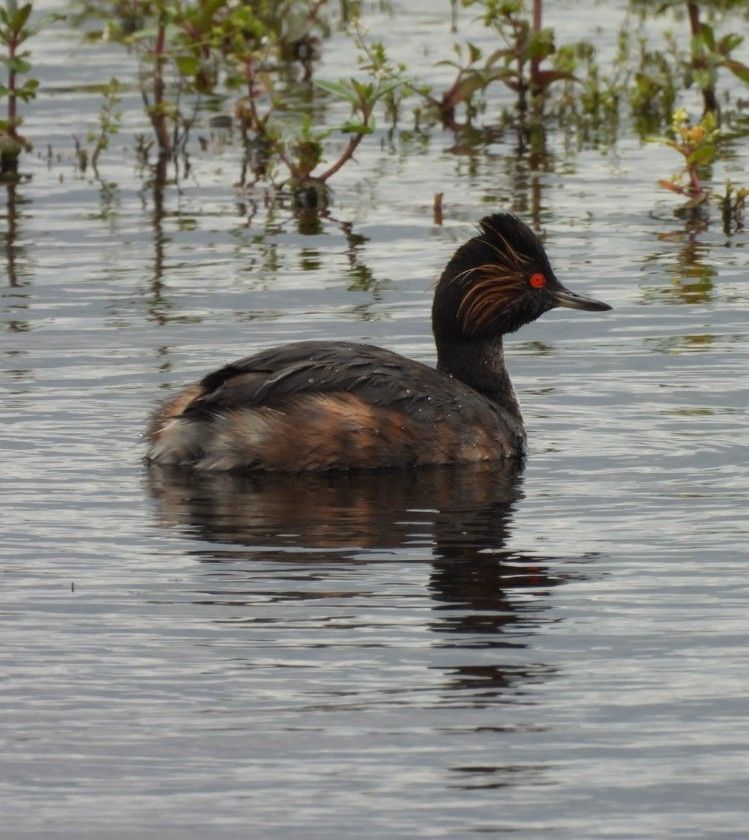 Black-necked Greeb