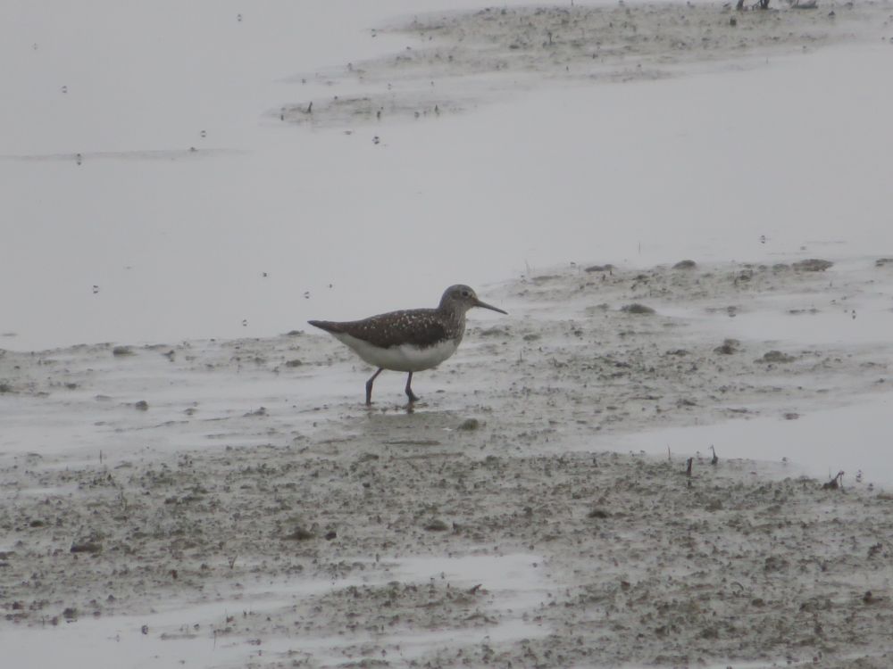 Green Sandpiper 
