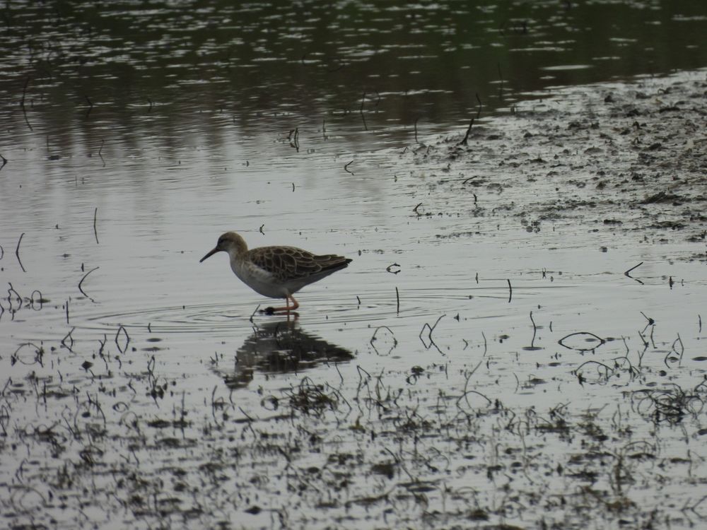 Female Ruff