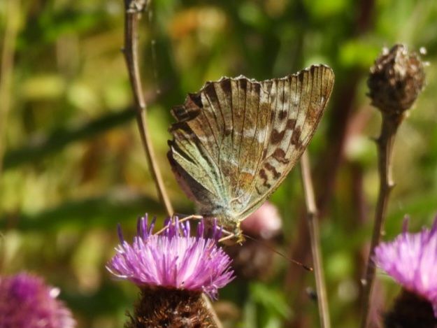 Silver-washed Fritillary (Valezina) feeding on knapweed