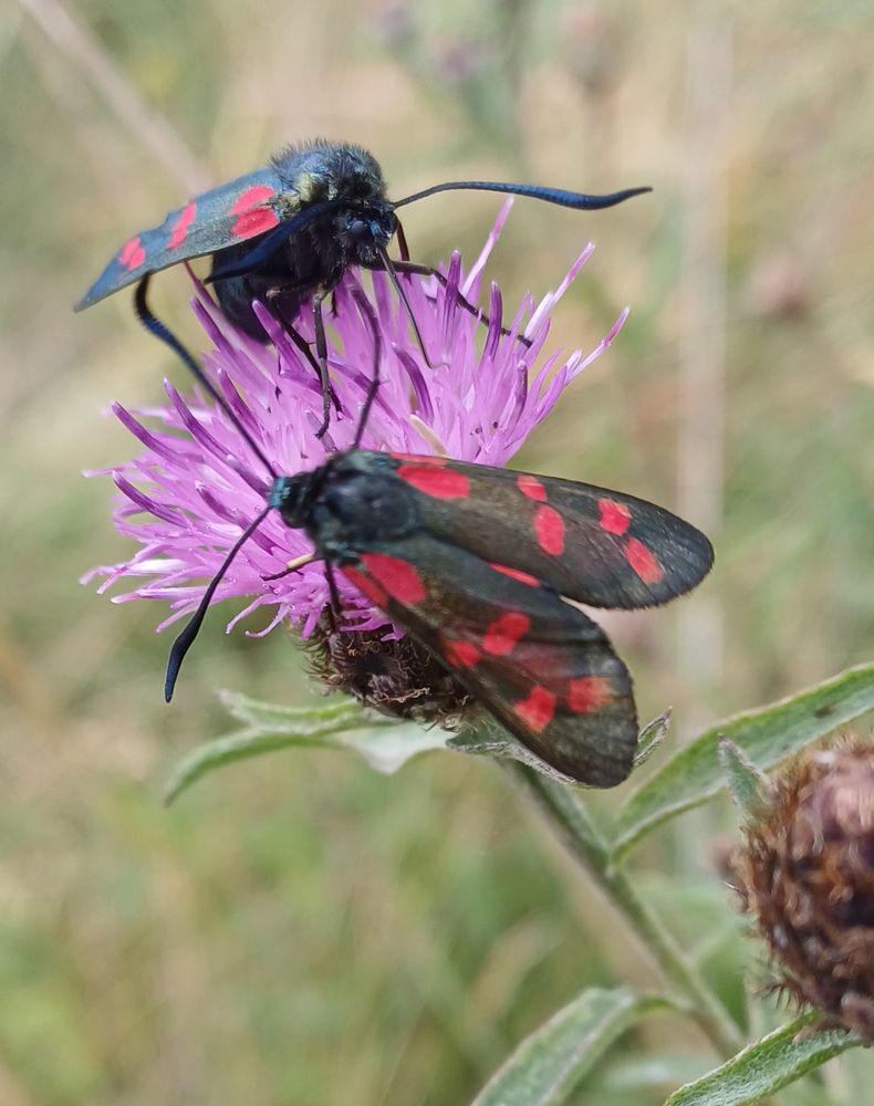 Six-spot burnet moths