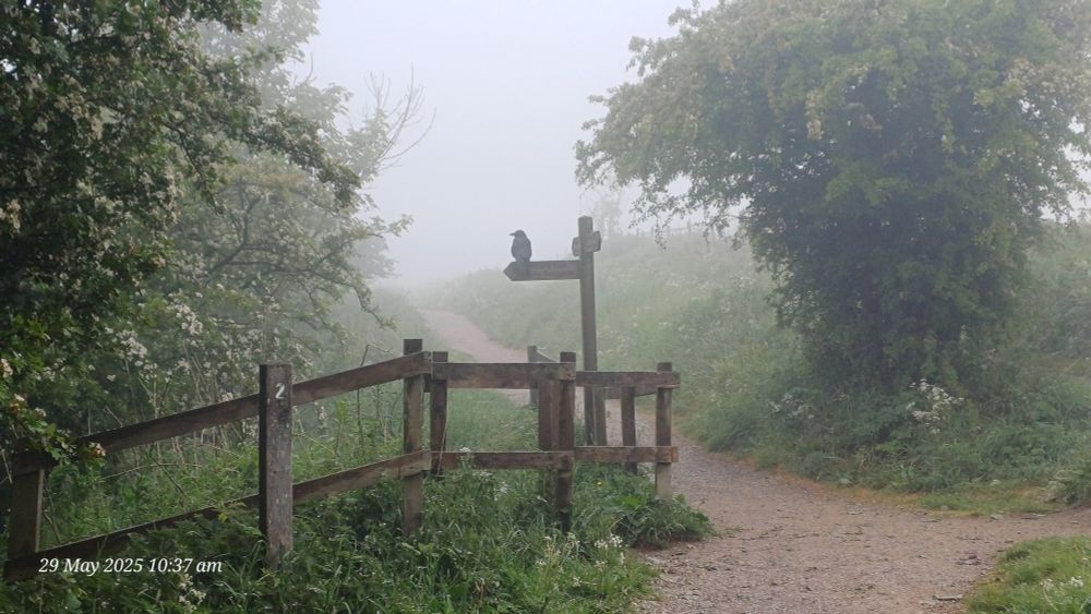 Crow on a finger post