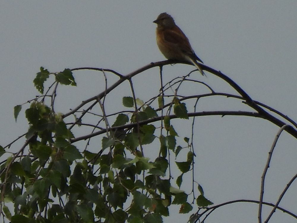 Very distant Linnet