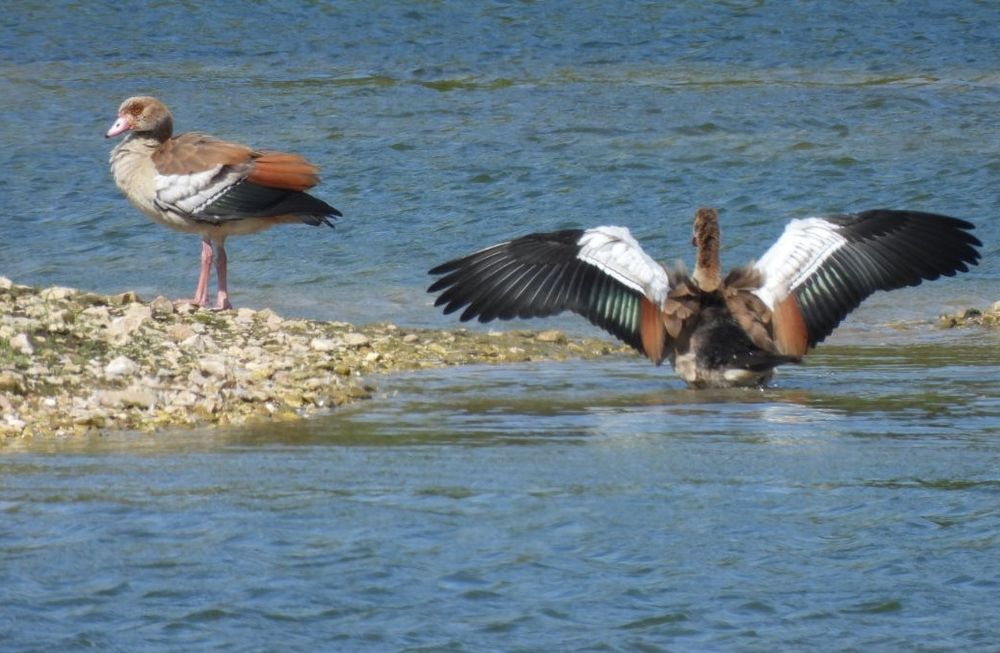 Egyptian geese 