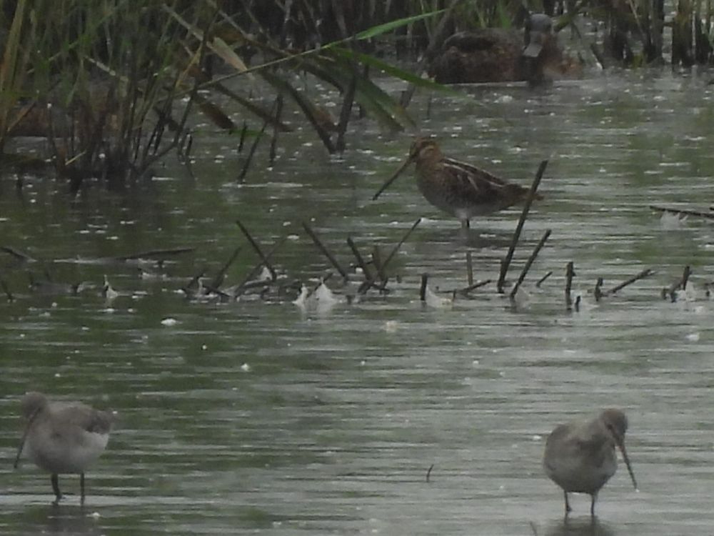 Juvenile Spotted Redshanks and a Snipe in the background 