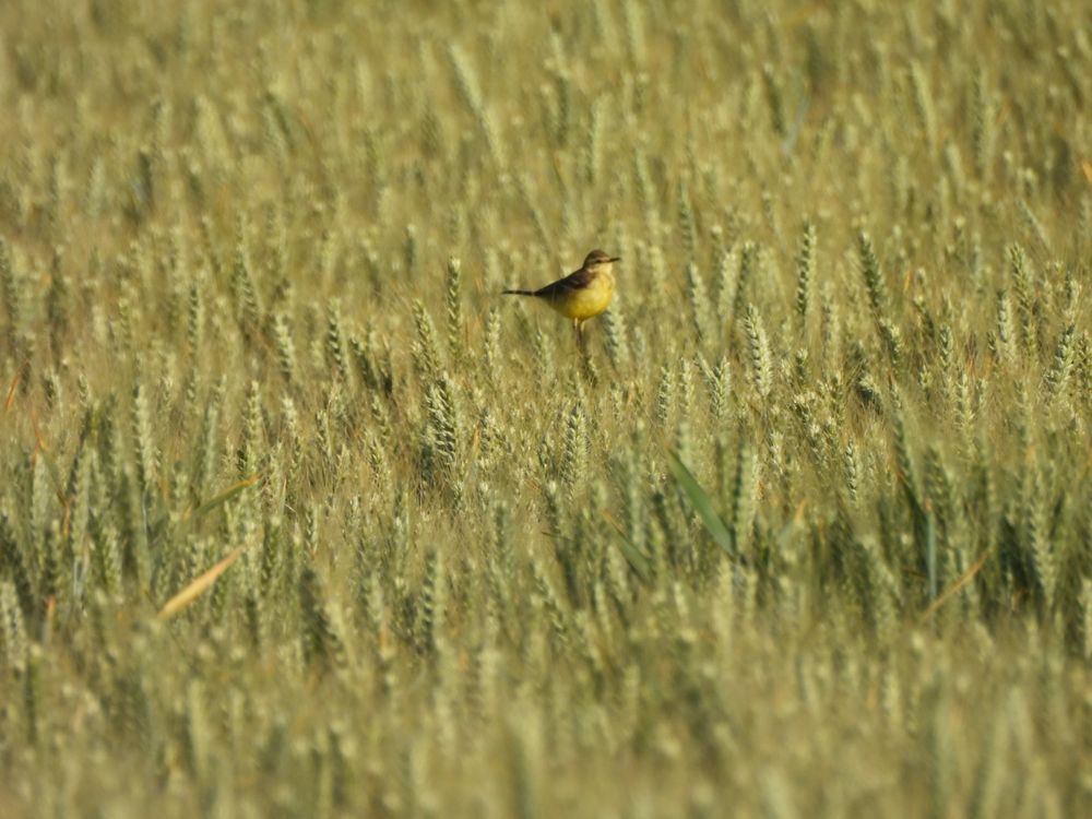 Yellow wagtail 