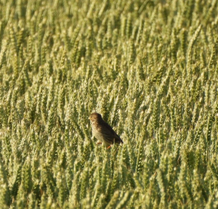 Corn bunting where it should be on the top of some Corn