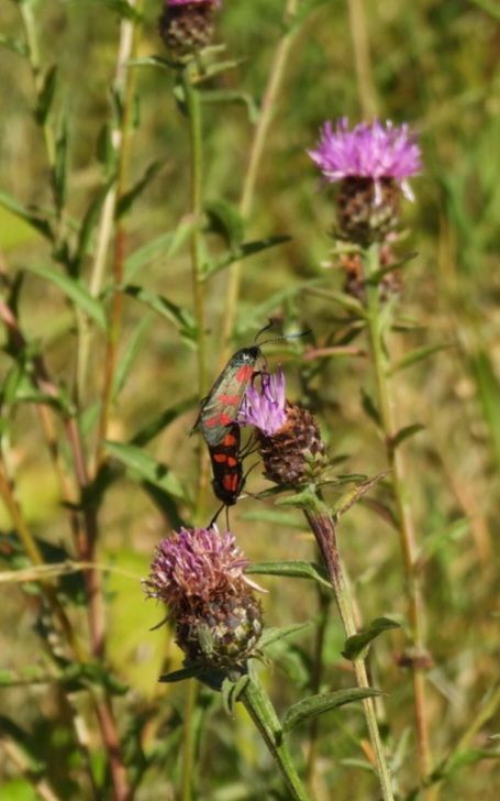 Six-spot burnet moths mating 