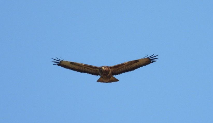 Buzzard soring 