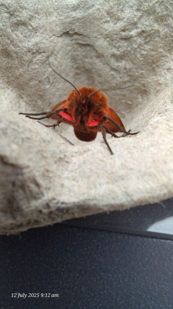 Ruby tiger moth 