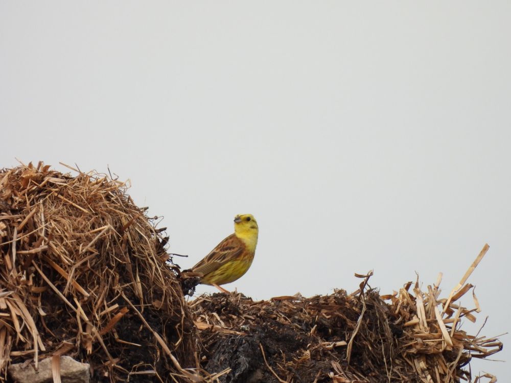 Yellowhammer on the muck heap 