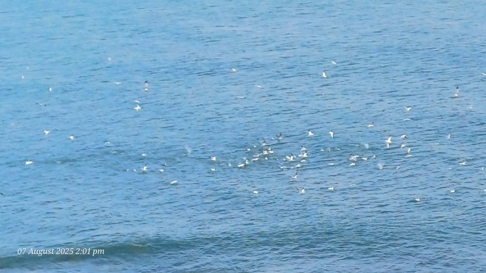 Gannets plunging 
