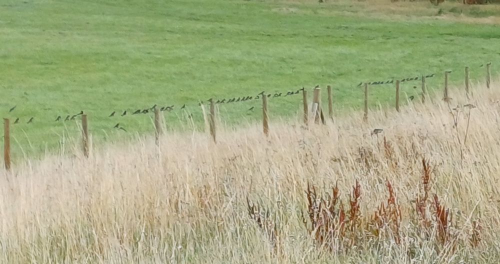 Swallows waiting on a wire 